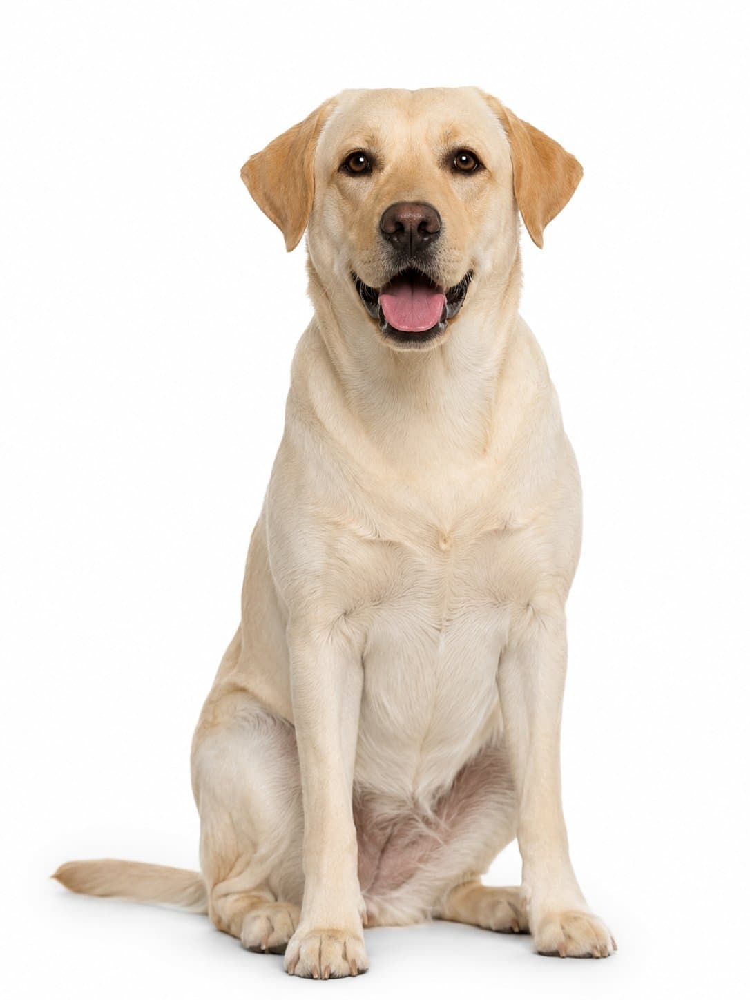Labrador Retriever teeth cleaning NJ
