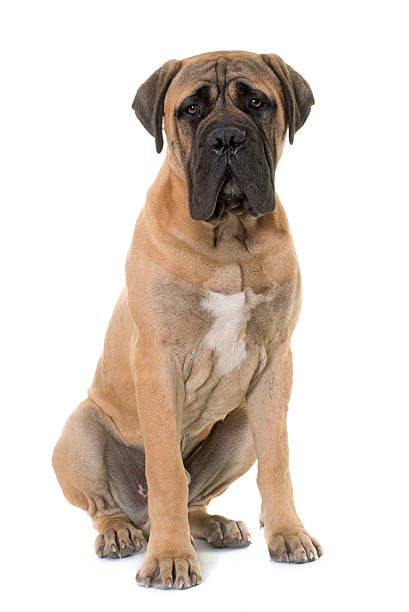 Mastiff dog teeth cleaning NJ