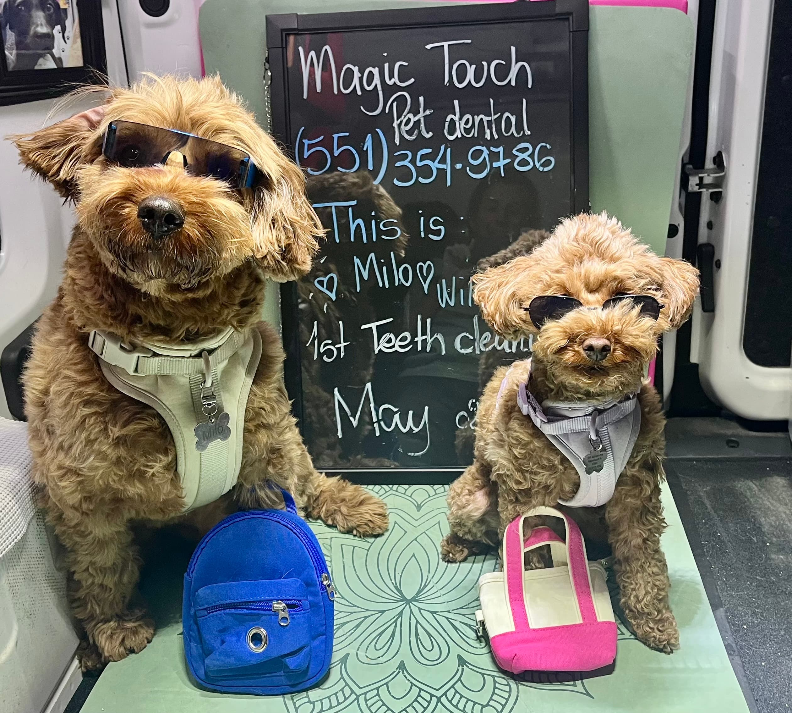 Milo and friend after teeth cleaning at Magic Touch